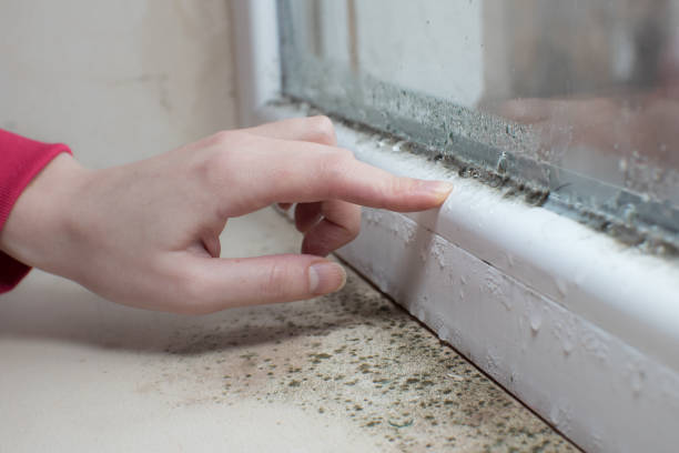 Best Emergency Mold Remediation  in Canadian Lakes, MI
